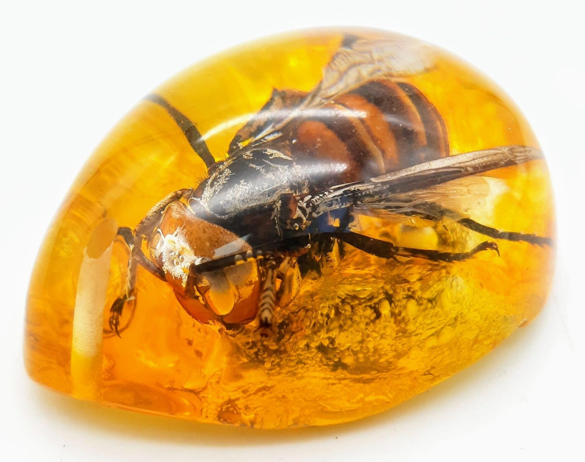 A Humongous Asian Hornet in Amber Resin - Pendant or Paperweight. 6cm