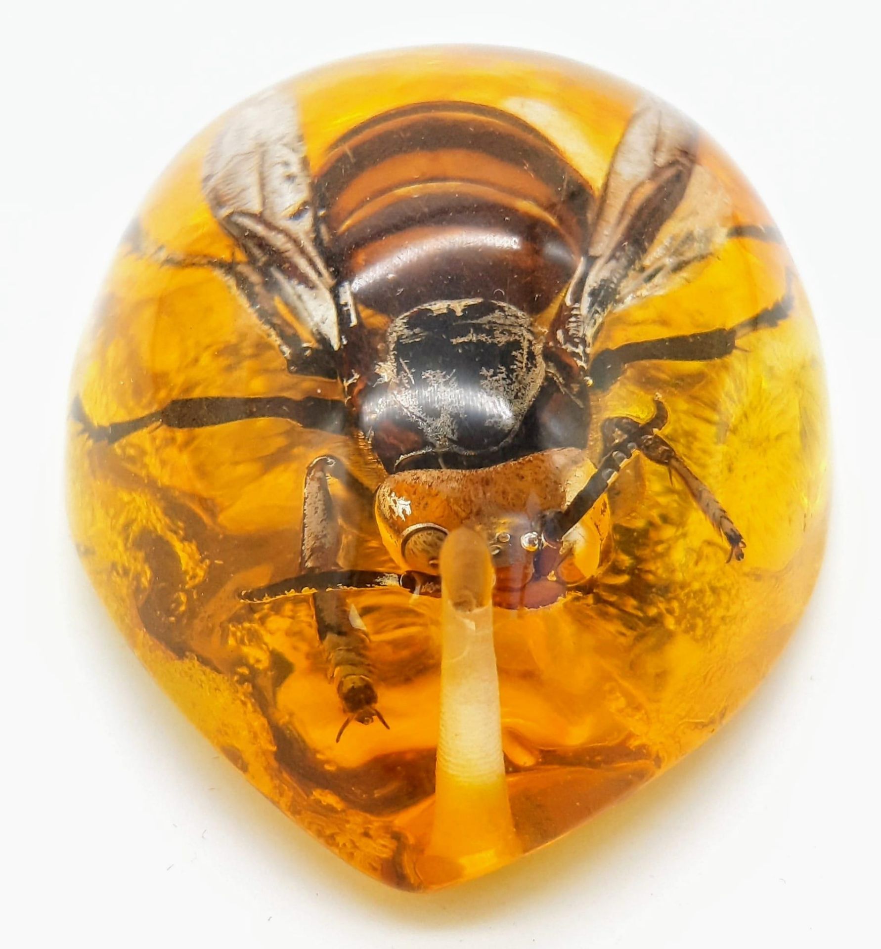 A Humongous Asian Hornet in Amber Resin - Pendant or Paperweight. 6cm - Bild 3 aus 4
