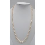 An Antique Graduated White Pearl Necklace with 9K White Gold Clasp. 50cm.