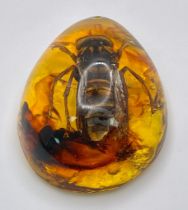 A Rather Large Asian Hornet Relaxes in an Amber Resin Bath. Pendant or paperweight. 6cm