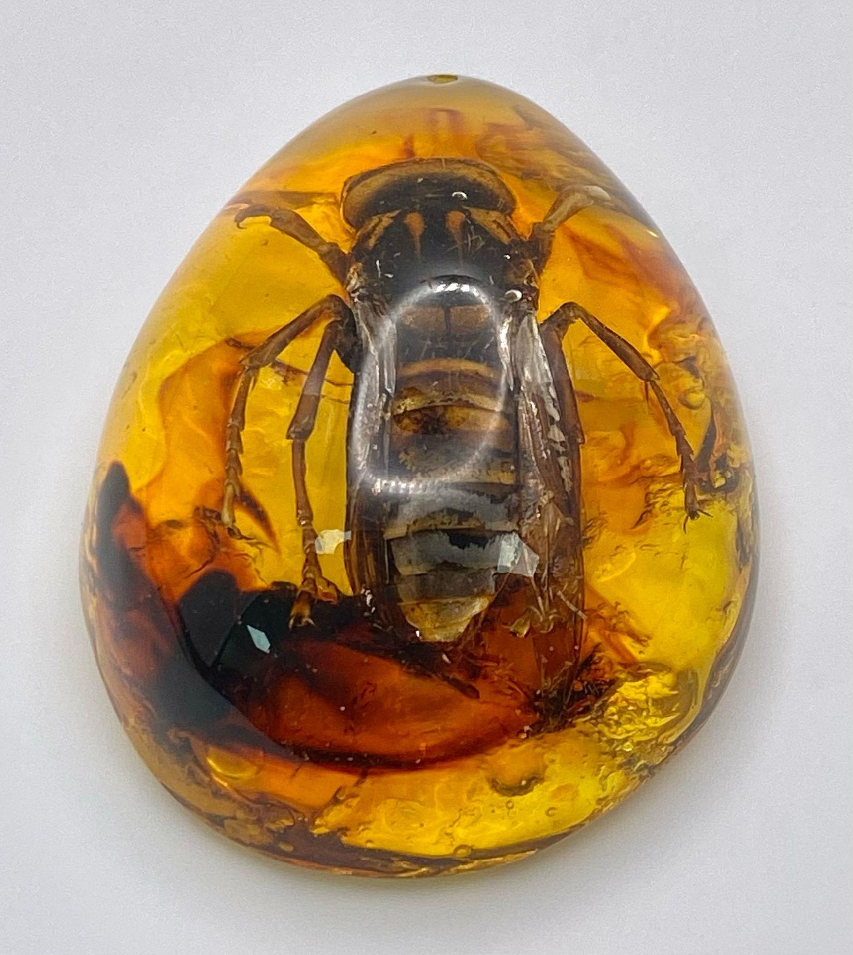 A Rather Large Asian Hornet Relaxes in an Amber Resin Bath. Pendant or paperweight. 6cm