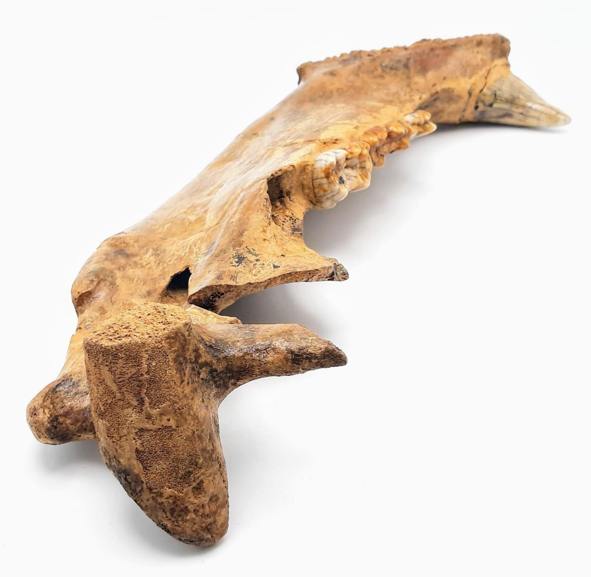 A spectacular, jaw with teeth of Ursus spelaeus (Cave bear), a prehistoric species that lived in - Image 3 of 4