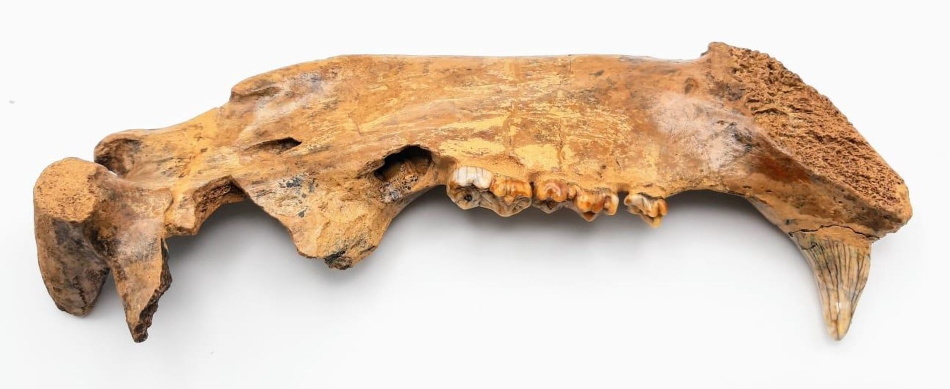 A spectacular, jaw with teeth of Ursus spelaeus (Cave bear), a prehistoric species that lived in - Image 2 of 4