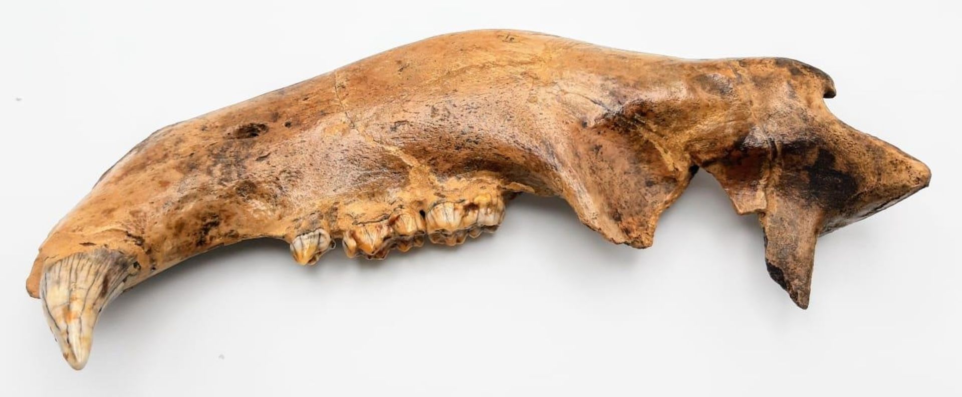 A spectacular, jaw with teeth of Ursus spelaeus (Cave bear), a prehistoric species that lived in