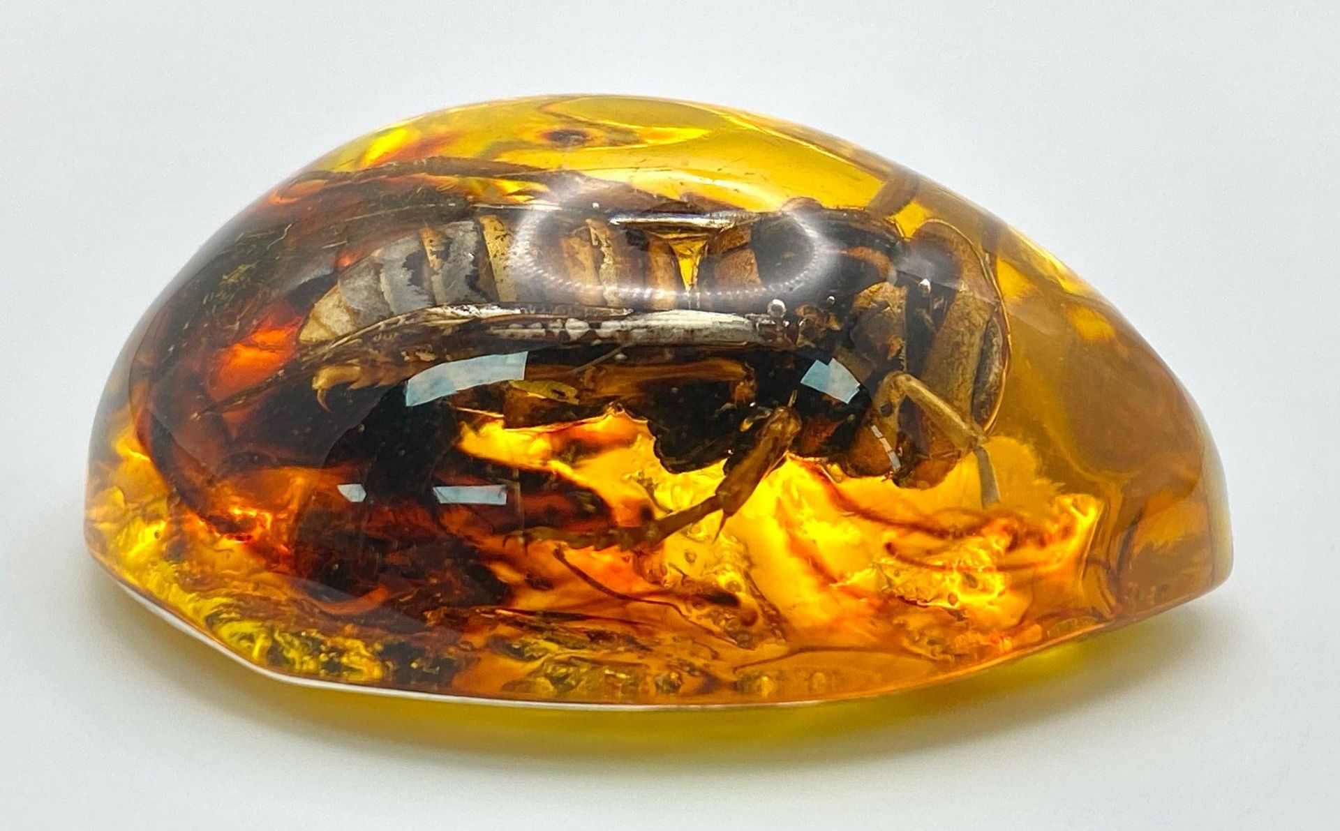 A Rather Large Asian Hornet Relaxes in an Amber Resin Bath. Pendant or paperweight. 6cm - Bild 2 aus 2