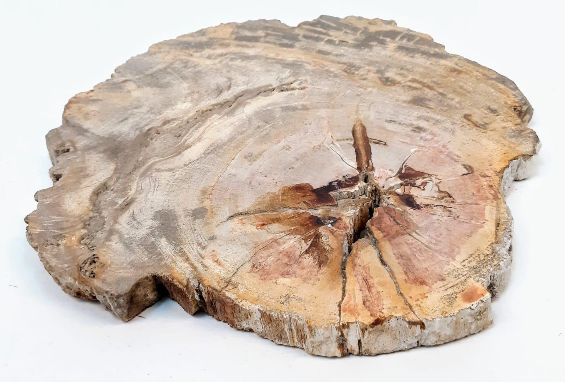 A large and very collectable slice of fossil wood in excellent state of preservation with a complete - Bild 3 aus 3