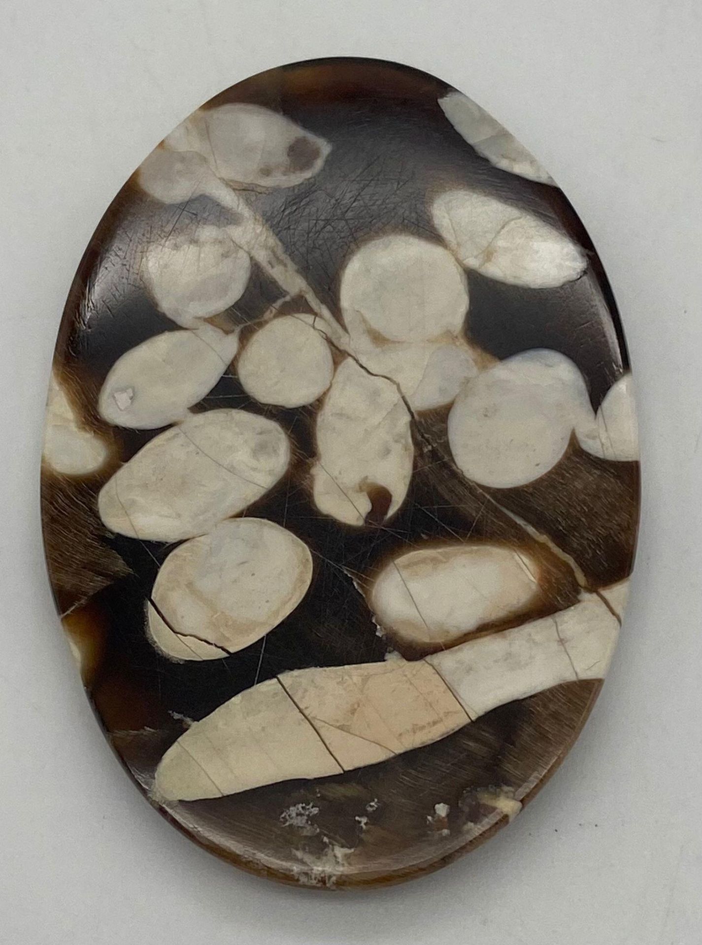 A palaeontological gem, a large (62 carats), unusual, petrified driftwood, often called PEANUT WOOD,