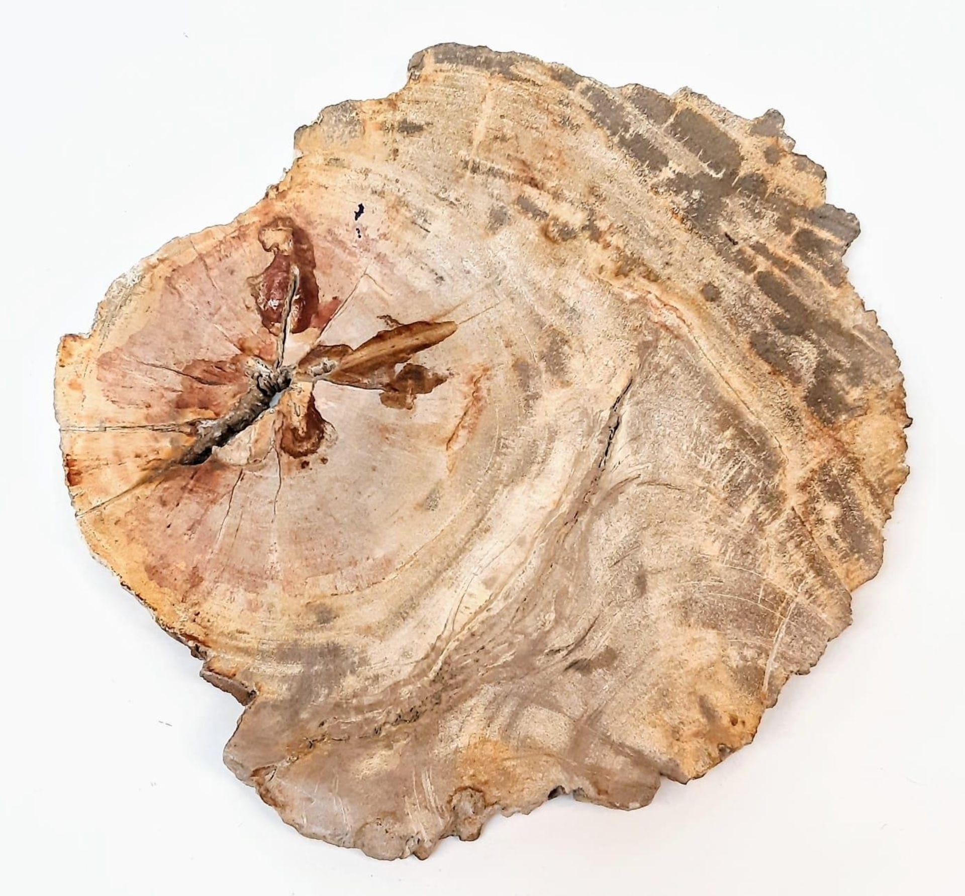 A large and very collectable slice of fossil wood in excellent state of preservation with a complete - Bild 2 aus 3