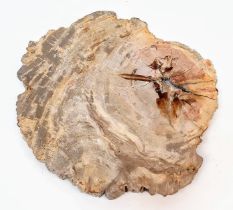 A large and very collectable slice of fossil wood in excellent state of preservation with a complete