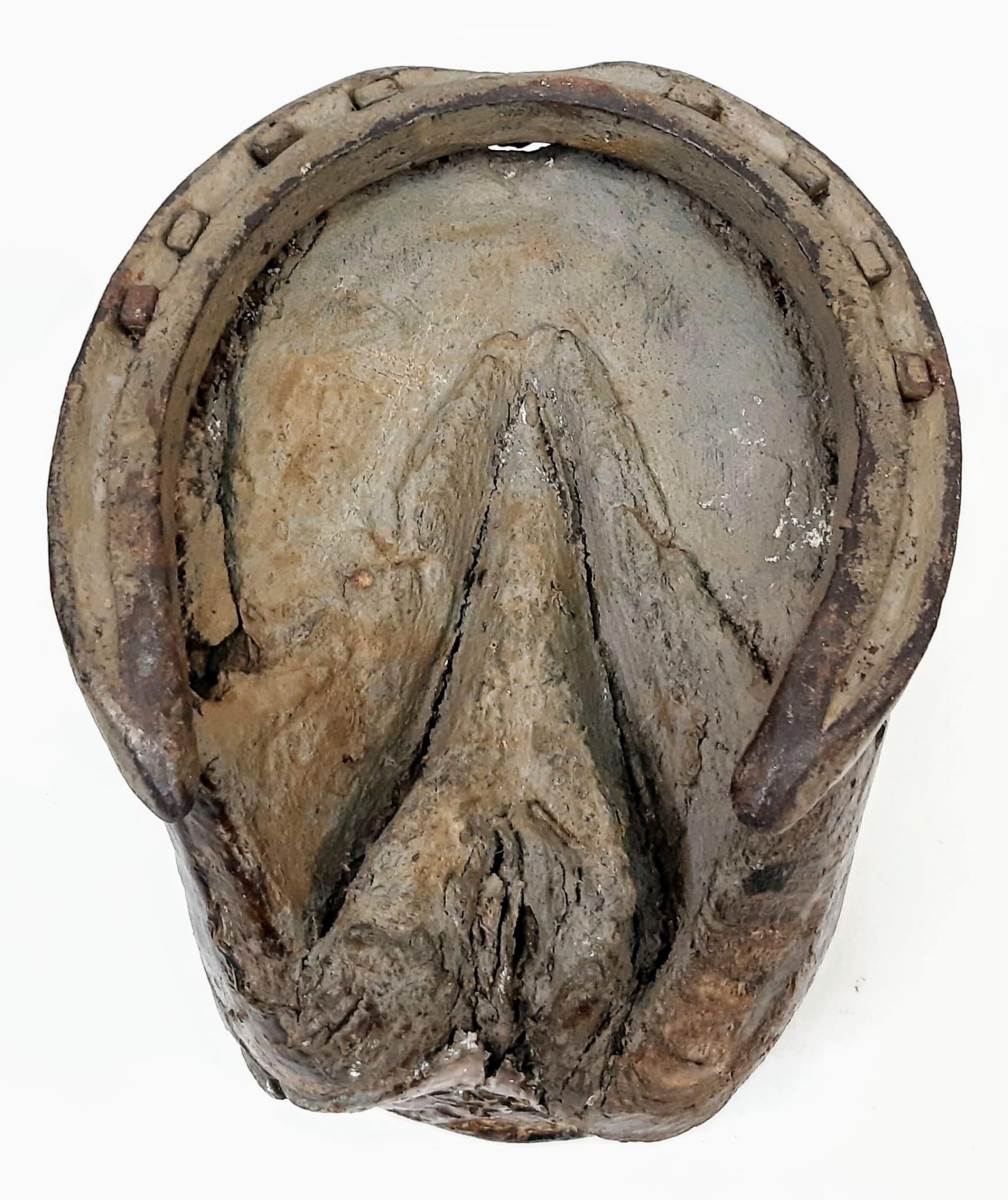 WW1 Trench Art Horse Hoof from a Horse in the Royal Horse Artillery during the First World War. - Image 5 of 6