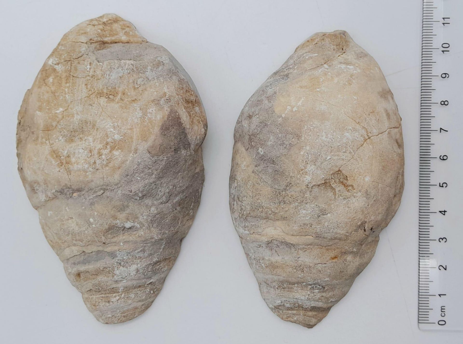 An extinct fossil gastropod Acteonella gigantea (Sowerby 1835) of Upper Cretaceous age (100-65 - Image 3 of 4