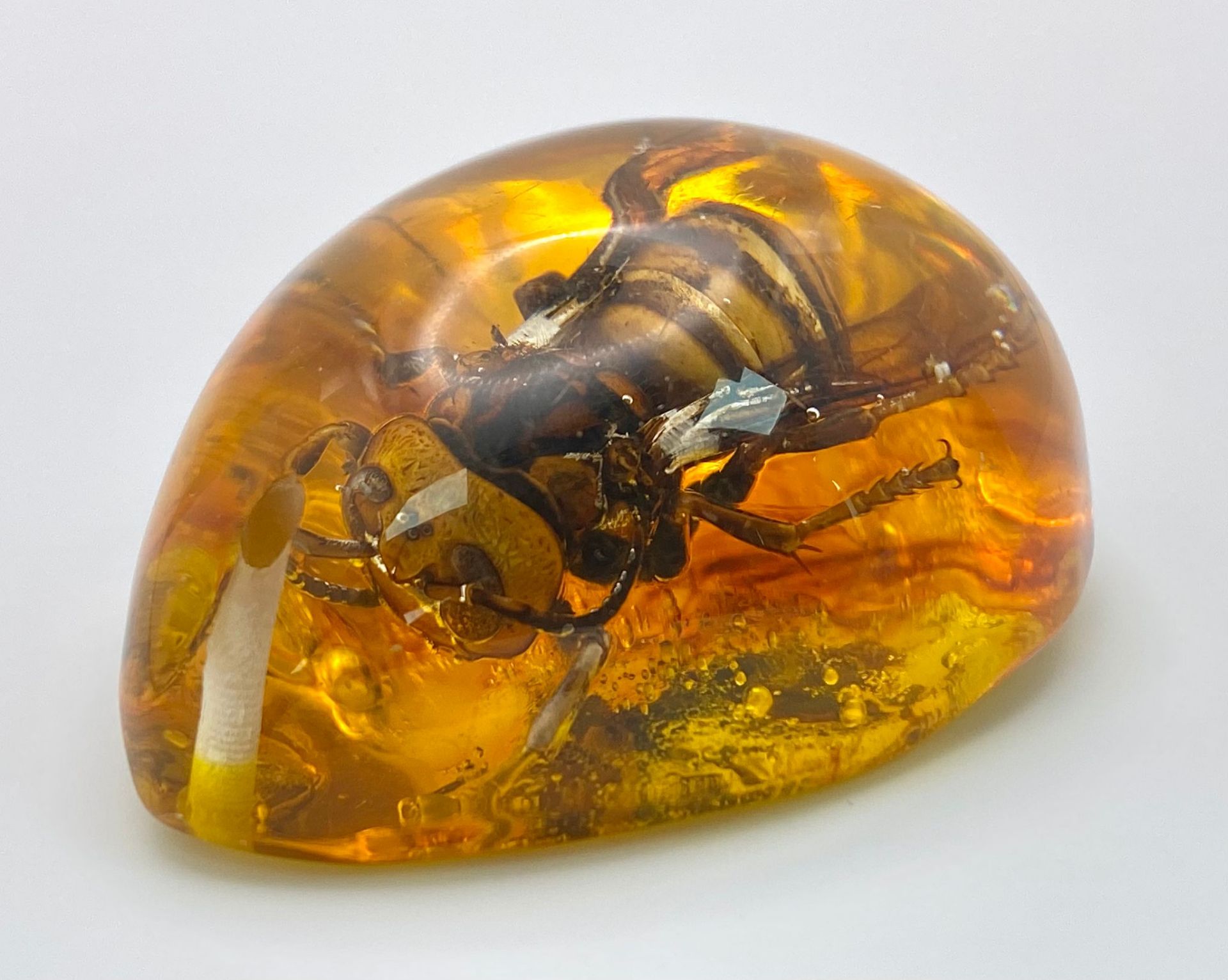 A Humongous Asian Hornet in Amber Resin - Pendant or Paperweight. 6cm