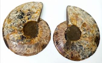 A Large Fossilised Ammonite - Split into Two Haves and Highly Polished on One Side. Both 17cm x