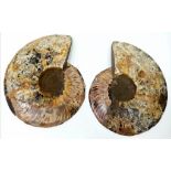 A Large Fossilised Ammonite - Split into Two Haves and Highly Polished on One Side. Both 17cm x