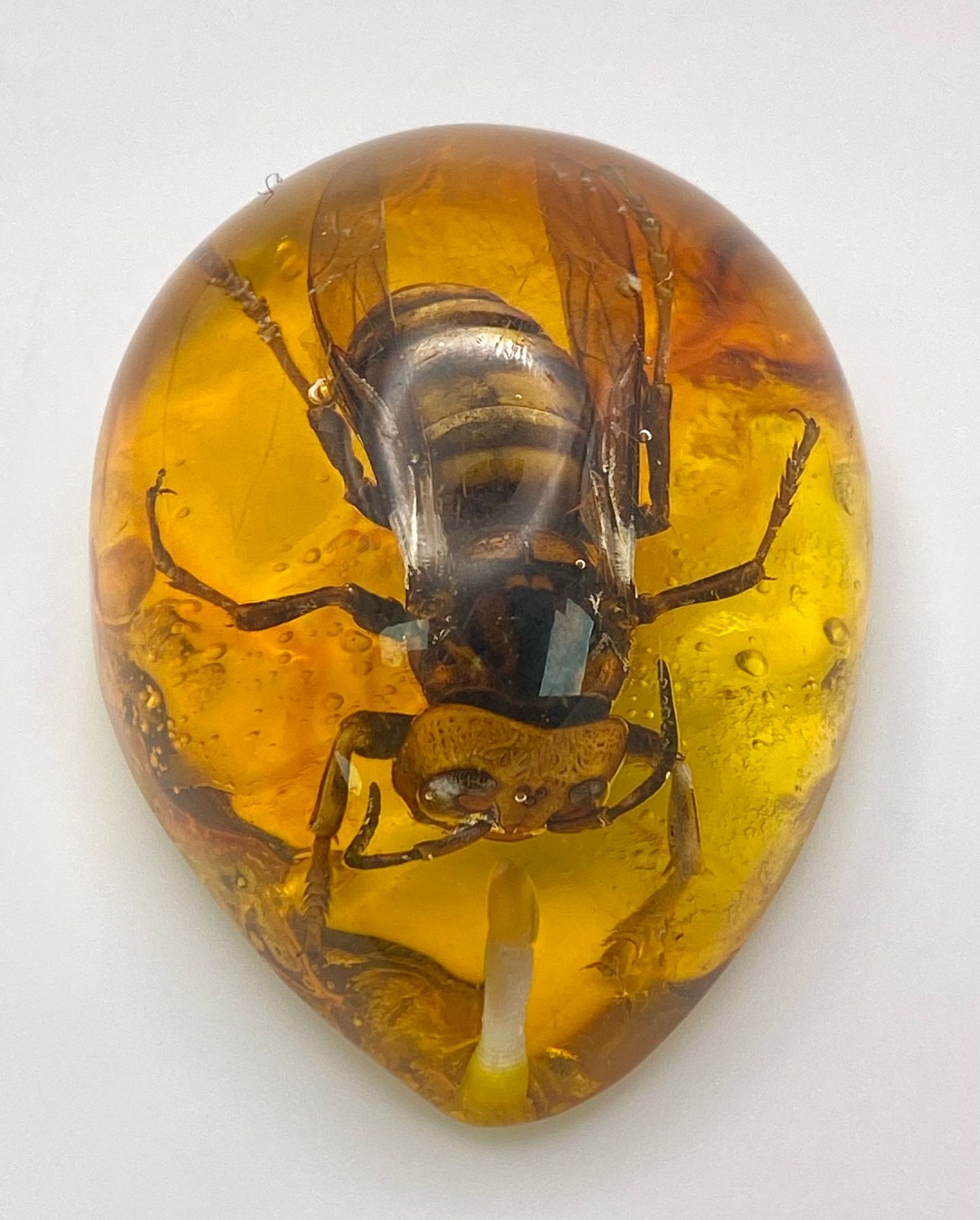 A Humongous Asian Hornet in Amber Resin - Pendant or Paperweight. 6cm - Image 2 of 3