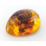 A Gargantuan Asian Hornet Regrets Stinging the Amber Resin Pendant Lord. Pendant or paperweight. 6cm