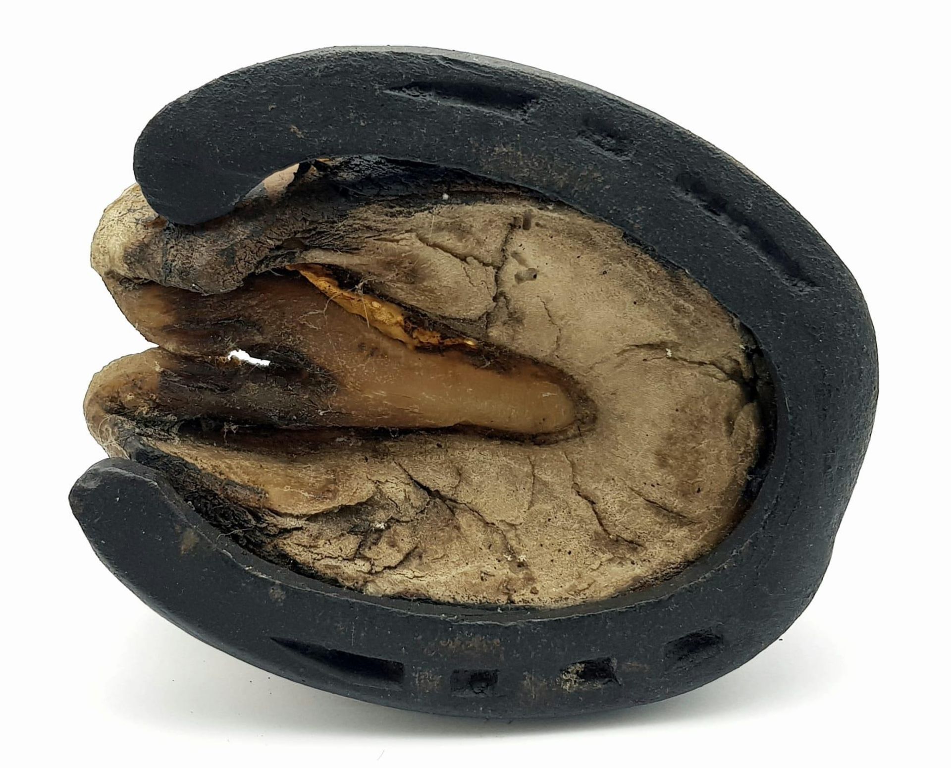 British Victorian Cavalry Horse Hoof with a rare 1896 pattern 21st Lancers Badge. - Image 5 of 5