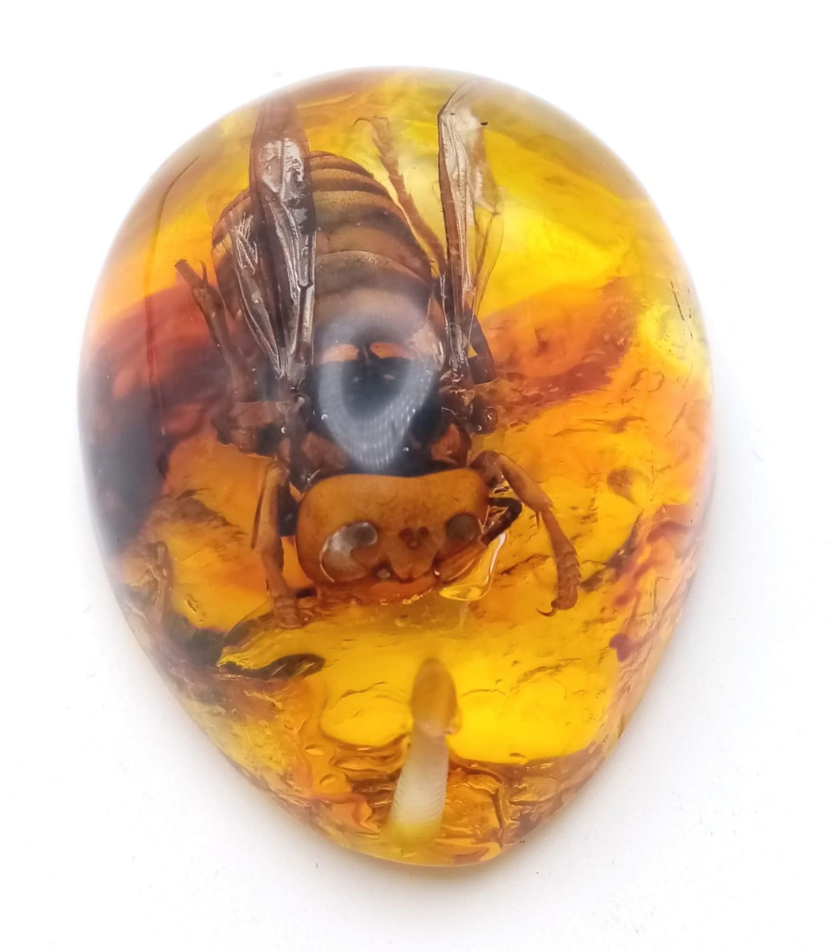 A Gargantuan Asian Hornet Regrets Stinging the Amber Resin Pendant Lord. Pendant or paperweight. 6cm - Bild 2 aus 9