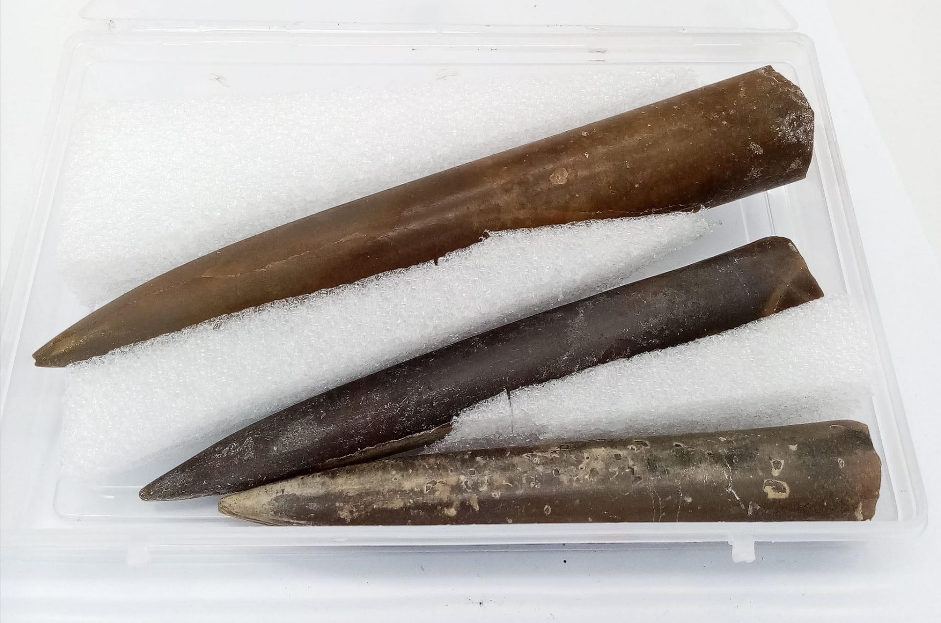 Three fossil Belemnites of the genus Cylindrotheuthis, from Bedfordshire, UK. Of Callovian- - Bild 4 aus 6