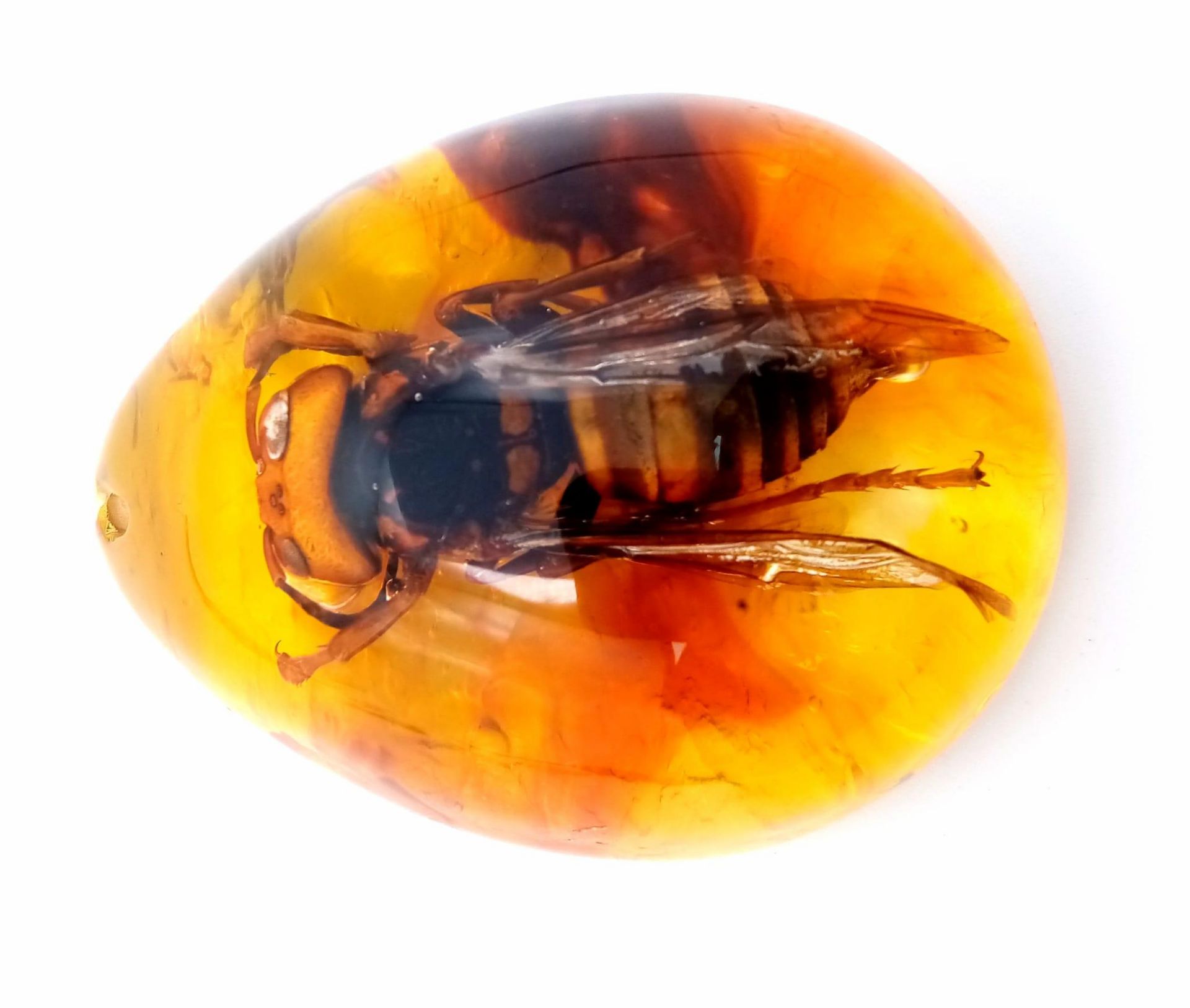 A Gargantuan Asian Hornet Regrets Stinging the Amber Resin Pendant Lord. Pendant or paperweight. 6cm - Bild 5 aus 9