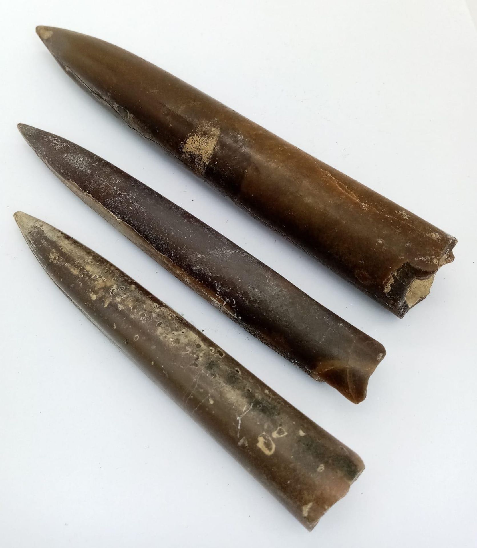 Three fossil Belemnites of the genus Cylindrotheuthis, from Bedfordshire, UK. Of Callovian-