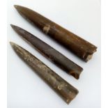 Three fossil Belemnites of the genus Cylindrotheuthis, from Bedfordshire, UK. Of Callovian-