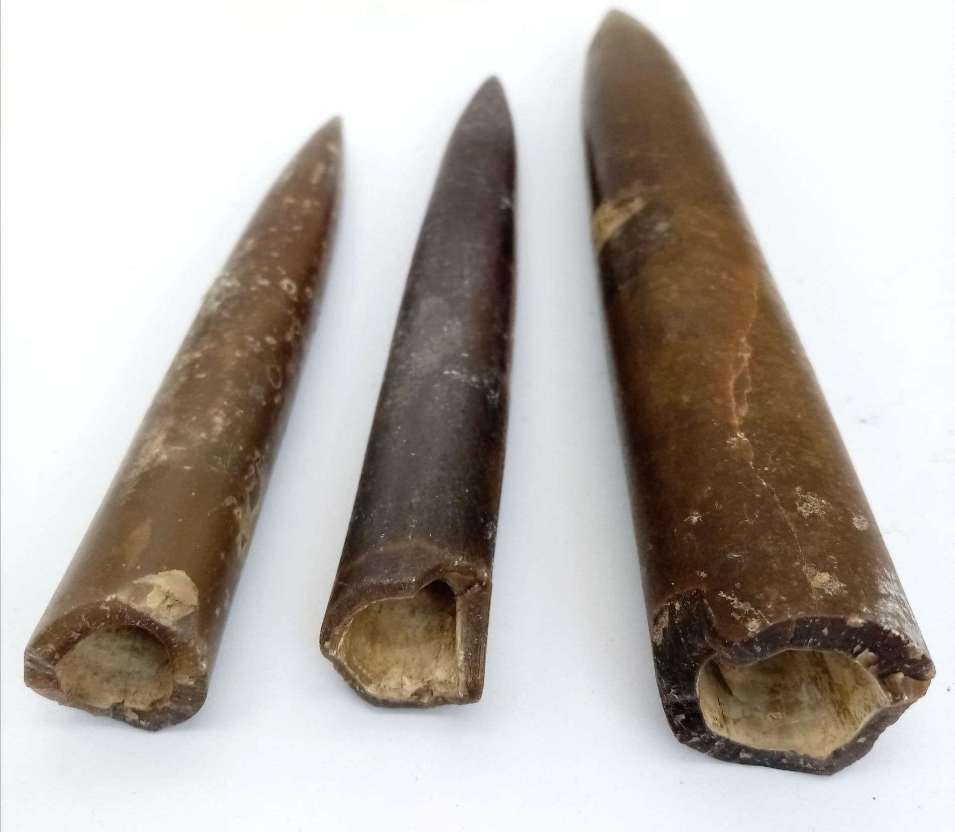 Three fossil Belemnites of the genus Cylindrotheuthis, from Bedfordshire, UK. Of Callovian- - Bild 2 aus 6