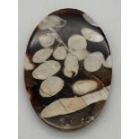 A palaeontological gem, a large (62 carats), unusual, petrified driftwood, often called PEANUT WOOD,