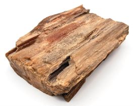 A rare, Egyptian, petrified piece of wood, cut and polished on one side, 35 million years old,
