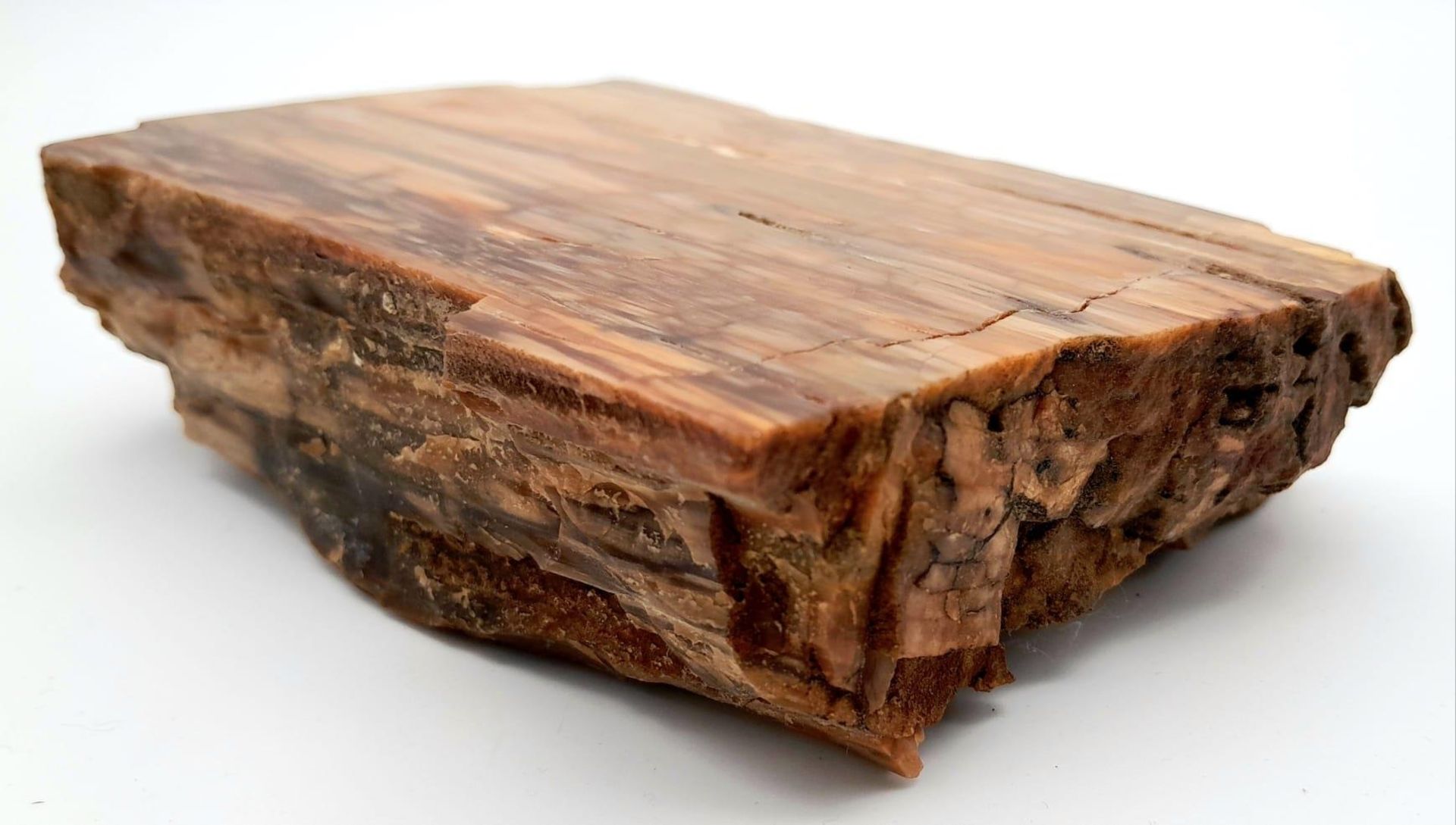 A rare, Egyptian, petrified piece of wood, cut and polished on one side, 35 million years old, - Bild 4 aus 4
