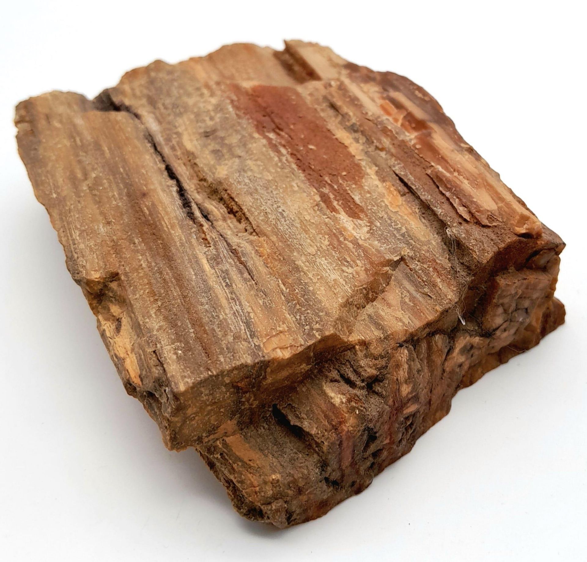 A rare, Egyptian, petrified piece of wood, cut and polished on one side, 35 million years old, - Bild 2 aus 4