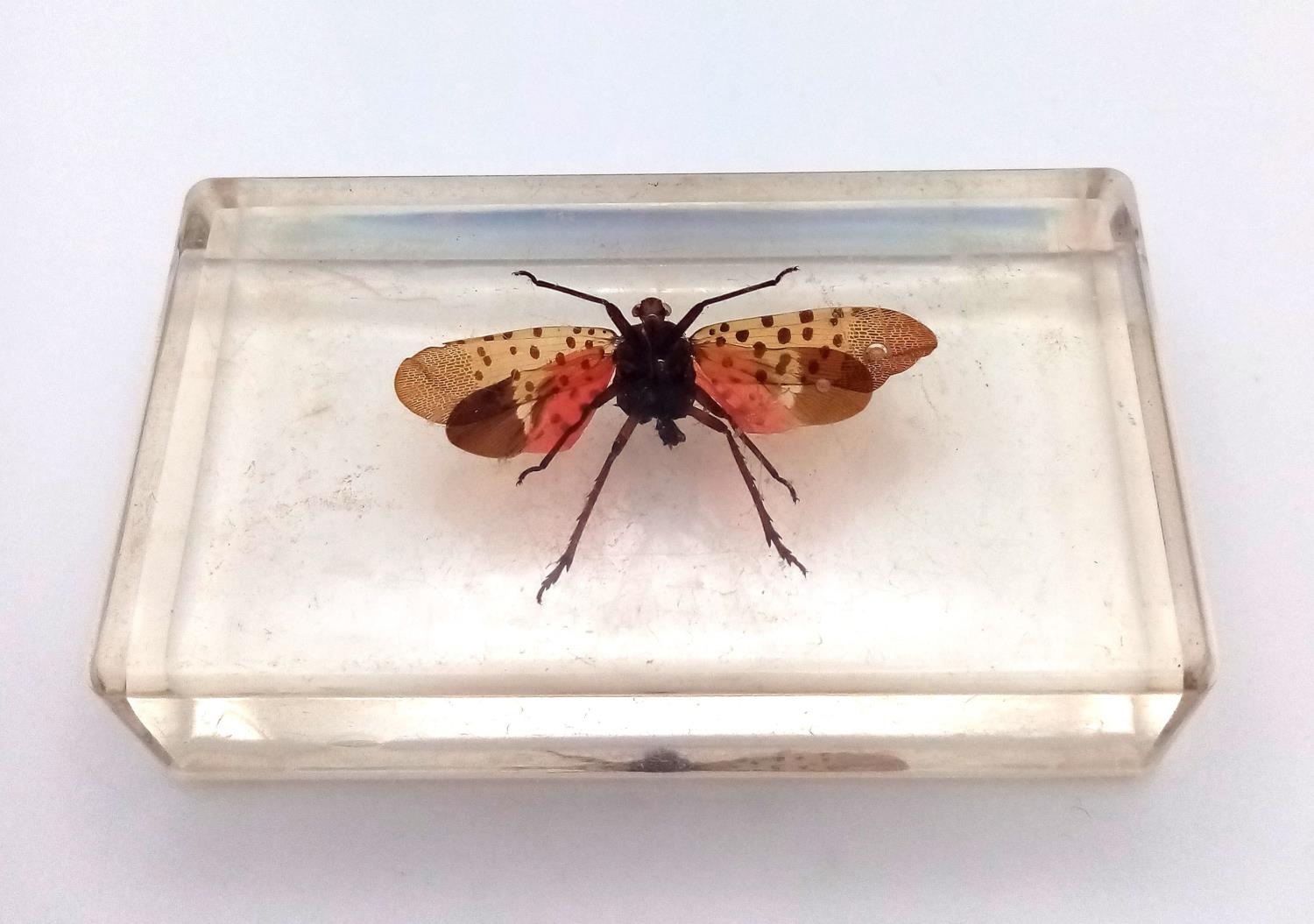 A Spotted Lanternfly in Clear Resin. 7cm x 4cm, 74.21g total weight. - Image 2 of 4