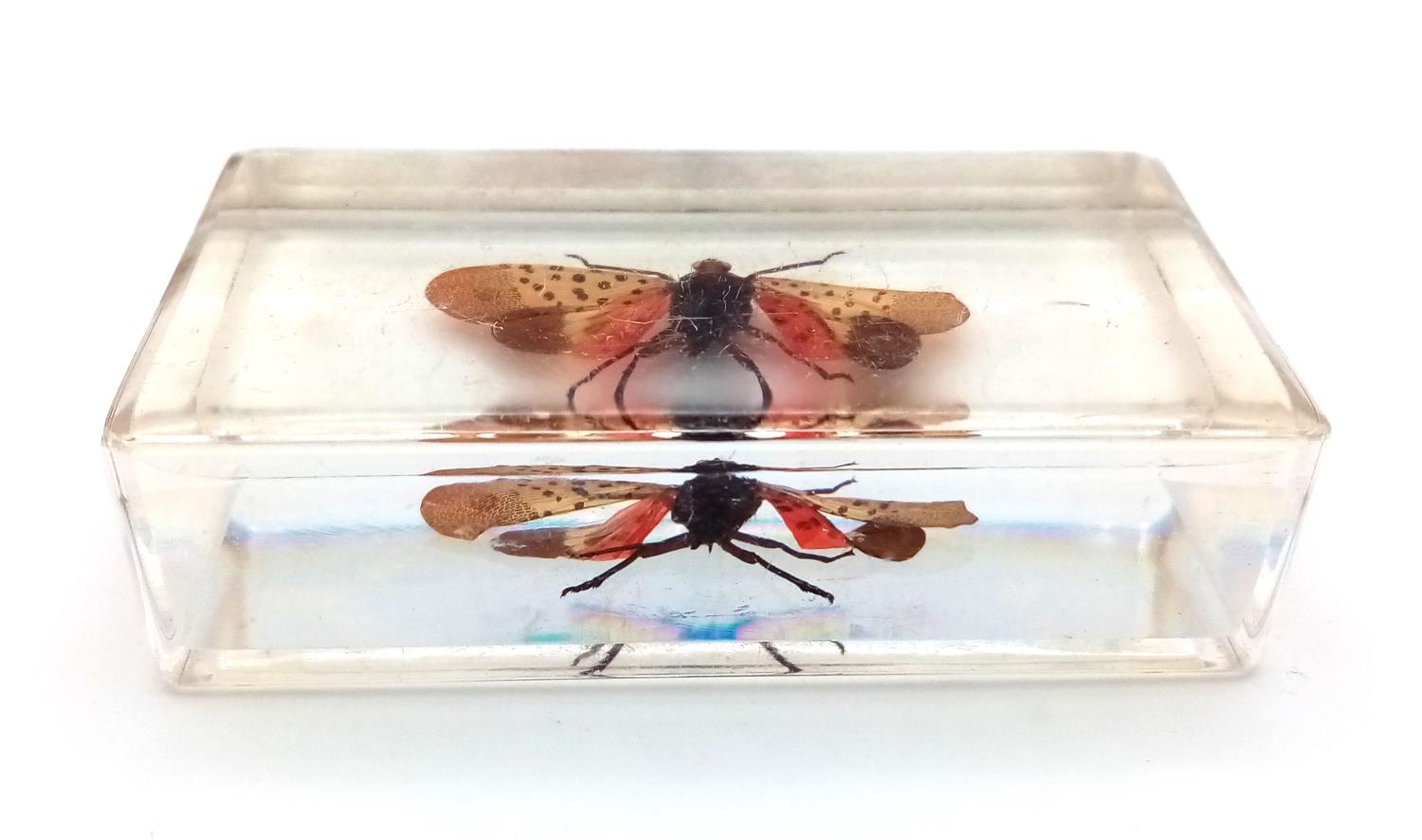A Spotted Lanternfly in Clear Resin. 7cm x 4cm, 74.21g total weight. - Image 4 of 4