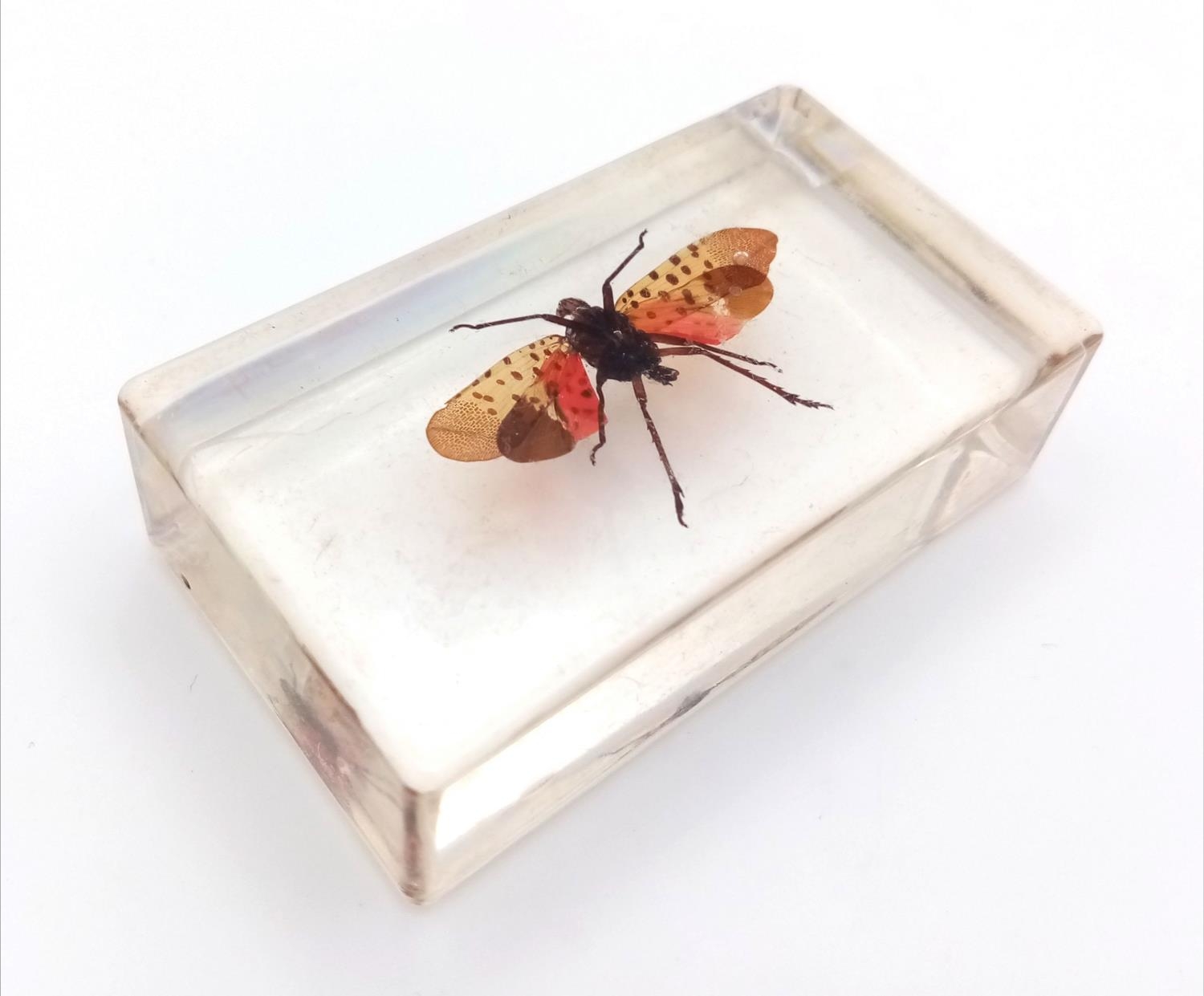 A Spotted Lanternfly in Clear Resin. 7cm x 4cm, 74.21g total weight.