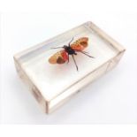 A Spotted Lanternfly in Clear Resin. 7cm x 4cm, 74.21g total weight.