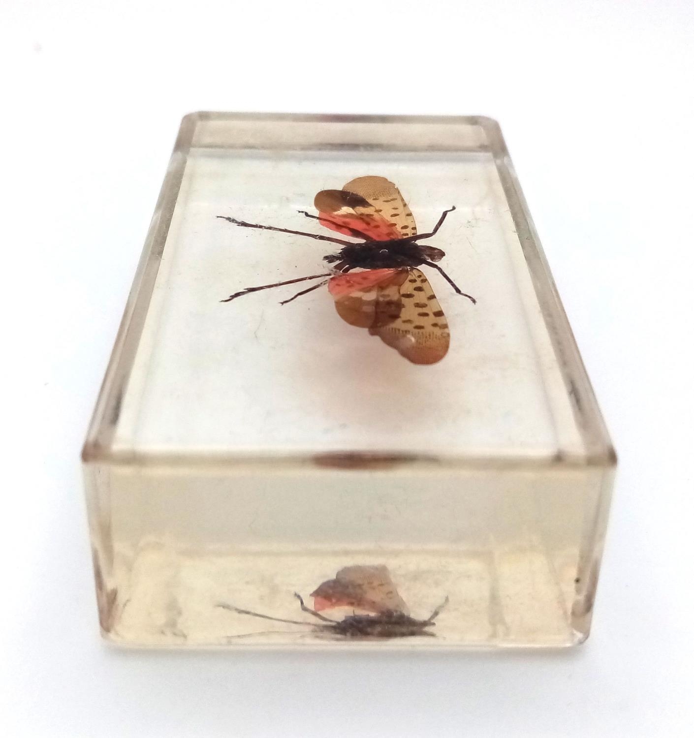 A Spotted Lanternfly in Clear Resin. 7cm x 4cm, 74.21g total weight. - Image 3 of 4