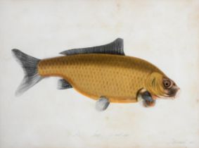 Sarah Bowdich Lee (British 1791-1856), study of a Carp, inscribed 1/2 Natl size, signed, 25 x 23
