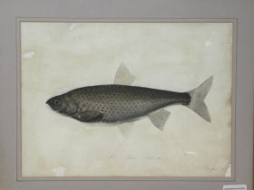Sarah Bowdich Lee (British 1791-1856), inscribed Dace, Natl size, signed, 25 x 23 cm Paper