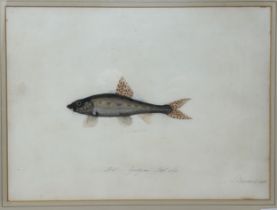 Sarah Bowdich Lee (British 1791-1856), inscribed Gudgeon, Natl size, signed, 25 x 23 cm Paper a
