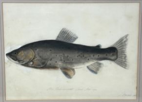 Sarah Bowdich Lee (British 1791-1856), inscribed Rickmansworth trout, 1/2 Natl size, signed, 25 x 23