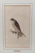 English school, 19th century, a merlin, engraving, 20 x 12 cm Slight light foxing