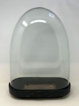 A glass dome, on an ebonised base, 50 cm high x 34 cm wide