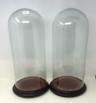 A pair of glass domes, on ebonised bases, 50 cm high (2)