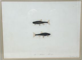 Sarah Bowdich Lee (British 1791-1856), inscribed Minnow, Natl size, signed, 24 x 32 cm Paper a