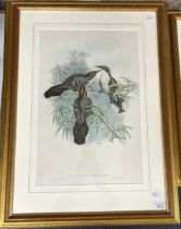 A 19th century style bird print, 50 x 34 cm, and two others similar (3)