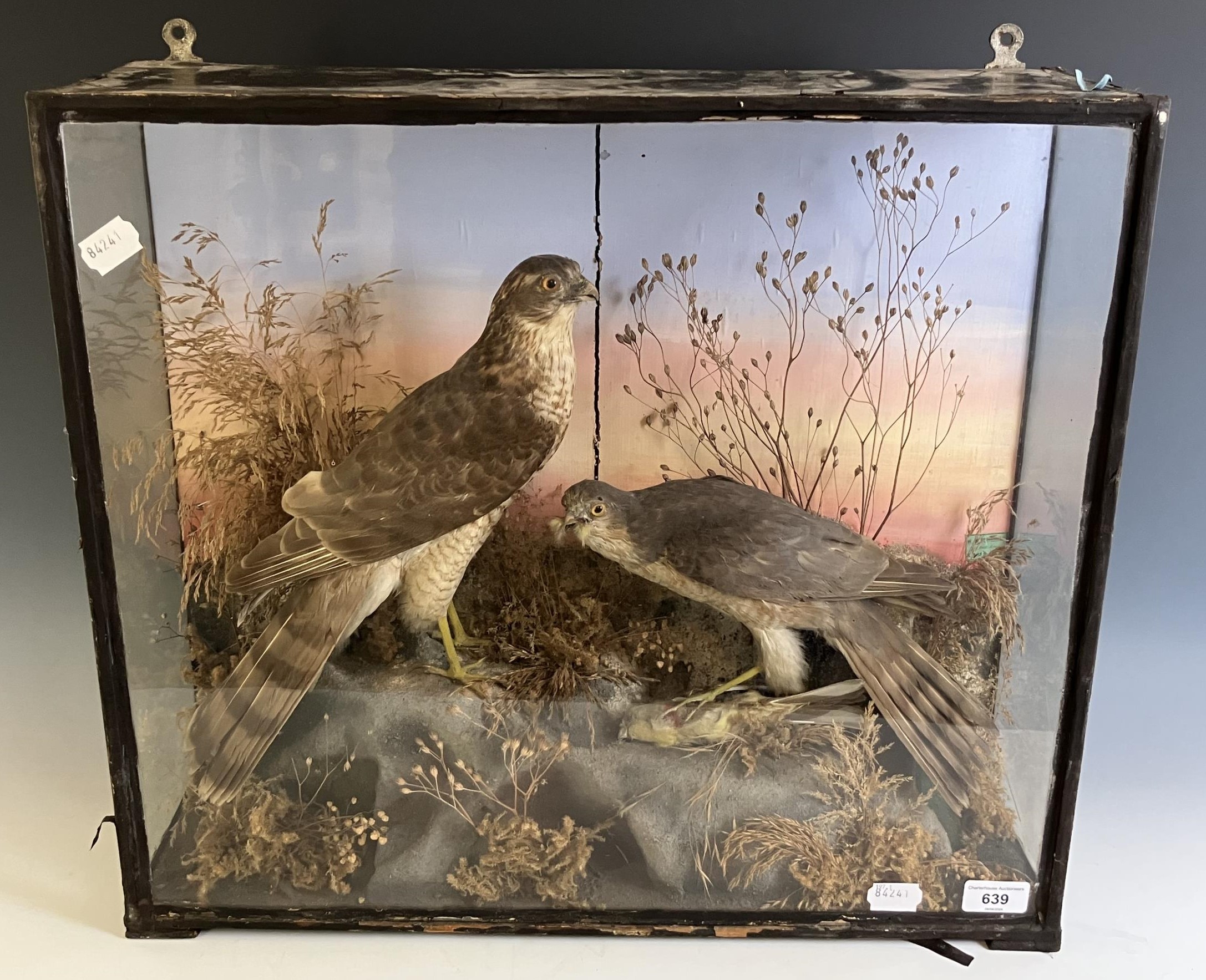 Taxidermy: two birds of prey, in a glazed case, 56 cm wide