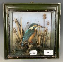 Taxidermy: A kingfisher, in a glazed case, 20 x 20 cm, and a bamboo shooting stick, 90 cm long (2)