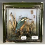 Taxidermy: A kingfisher, in a glazed case, 20 x 20 cm, and a bamboo shooting stick, 90 cm long (2)