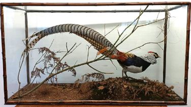 Taxidermy: Rowland Ward - a Lady Amherst cock pheasant in a naturalistic setting, in a bamboo and