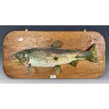 Taxidermy: A salmon, mounted on a board, 64 cm wide